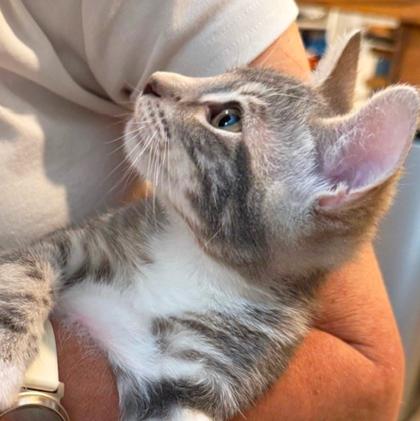 Enlarge Celeste, a Adoptable Domestic Short Hair in Encinitas, CA image 2/3