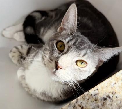 Enlarge Celeste, a Adoptable Domestic Short Hair in Encinitas, CA image 3/3