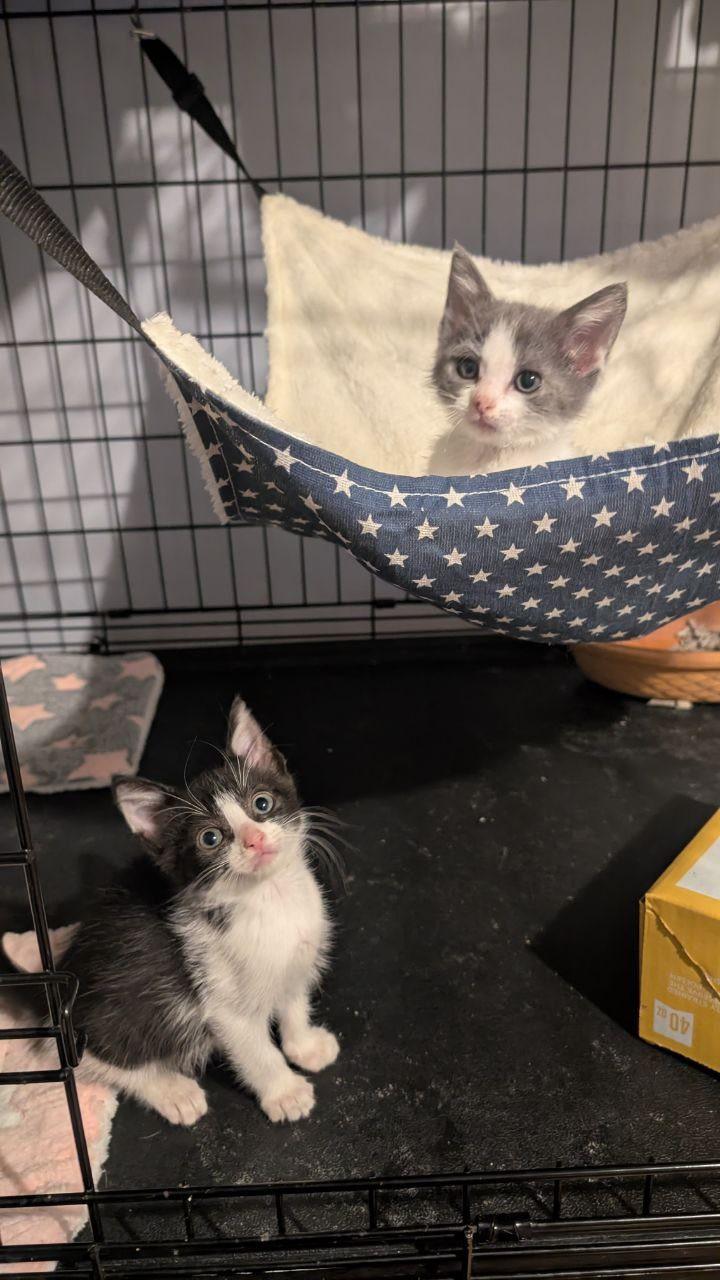 Enlarge Jolly Roger, a Adopted American Shorthair in Pikesville, MD image 2/4