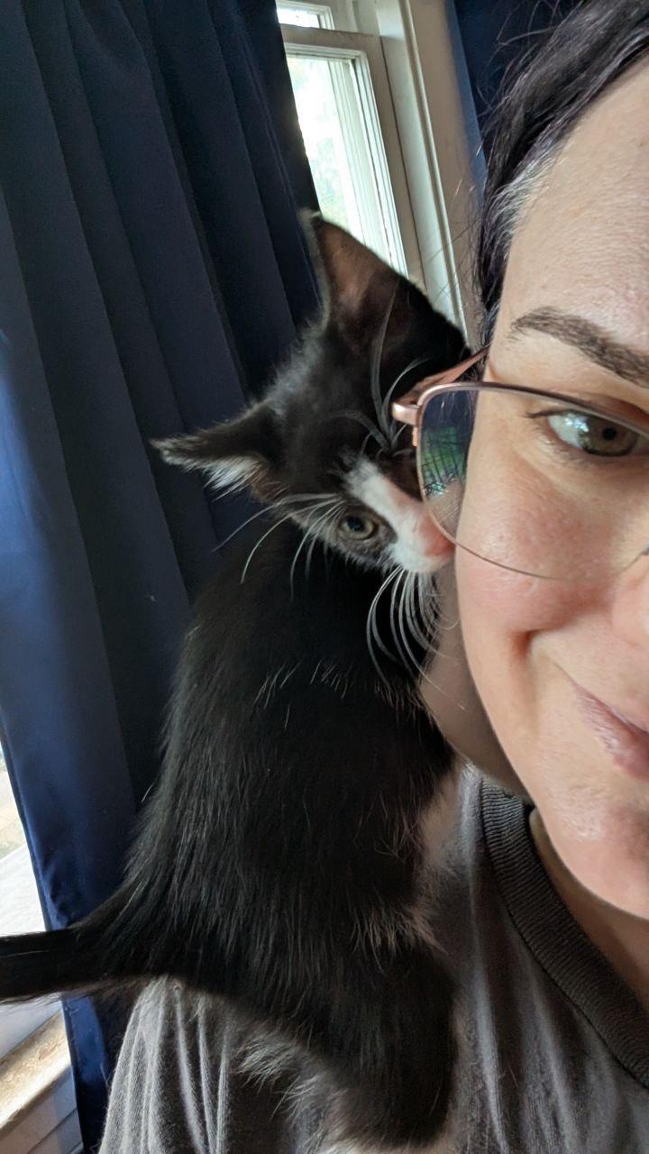 Enlarge Jolly Roger, a Adopted American Shorthair in Pikesville, MD image 3/4