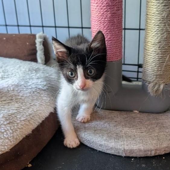 Enlarge Jolly Roger, a Adopted American Shorthair in Pikesville, MD image 4/4