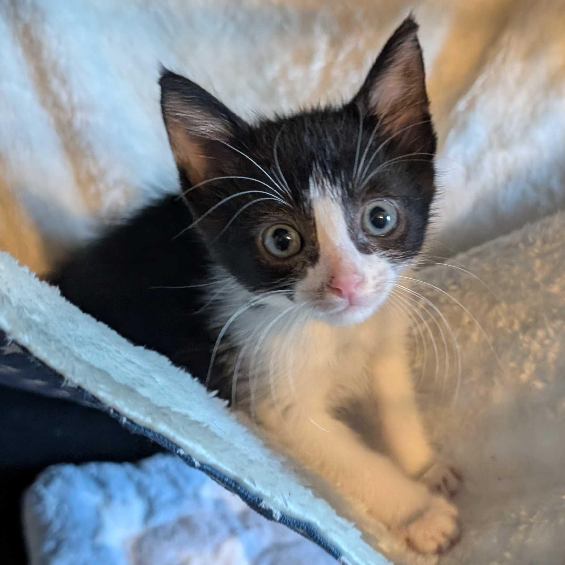 Jolly Roger, Adopted, Kitten Male American Shorthair.