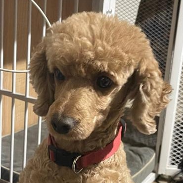 Tessa, adopted, Adult Female Poodle.