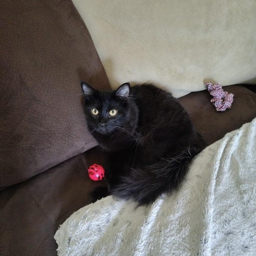 Enlarge Flower - COURTESY POST, a Adoptable Domestic Long Hair in Fowlerville, MI image 2/2