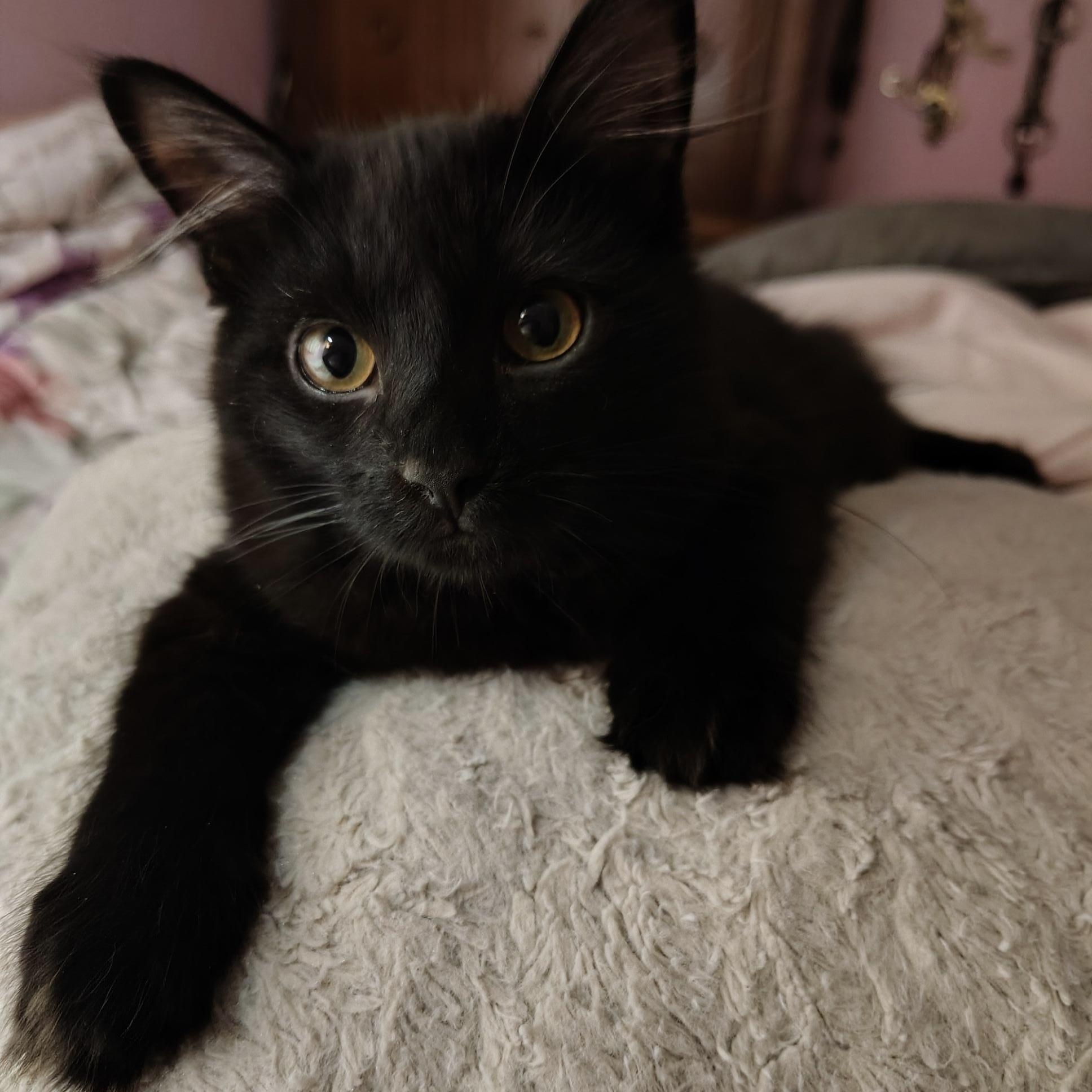 Enlarge Flower - COURTESY POST, a Adoptable Domestic Long Hair in Fowlerville, MI image 1/2
