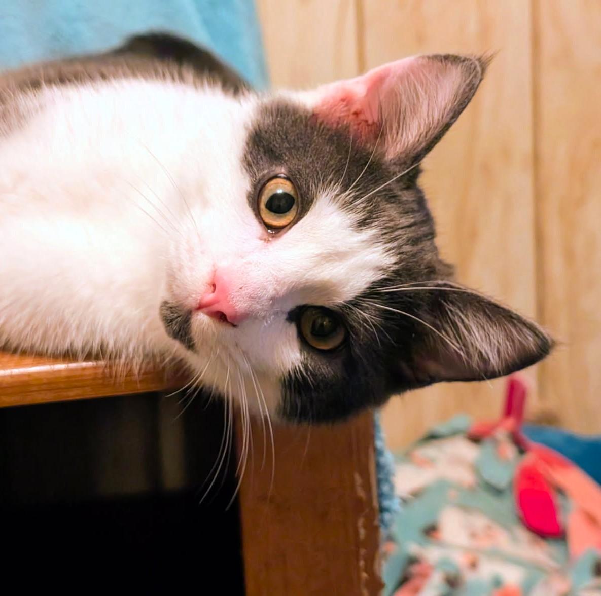Enlarge Stevie Full of Beans, a Adoptable Domestic Short Hair in Newport, WA image 2/6