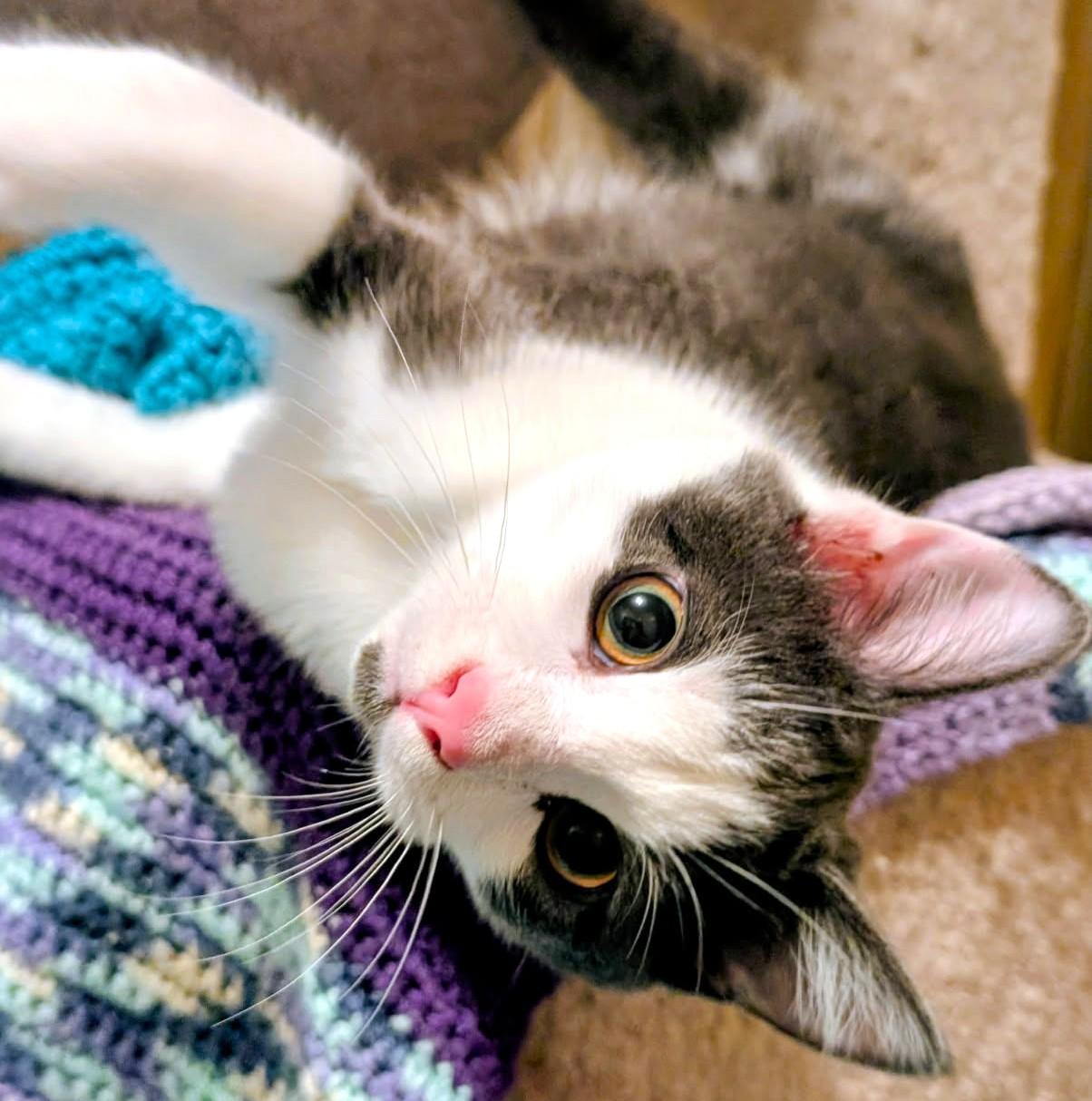 Enlarge Stevie Full of Beans, a Adoptable Domestic Short Hair in Newport, WA image 3/6