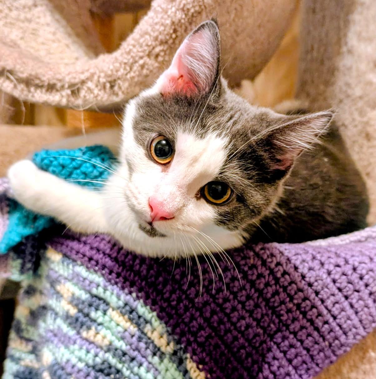 Enlarge Stevie Full of Beans, a Adoptable Domestic Short Hair in Newport, WA image 6/6