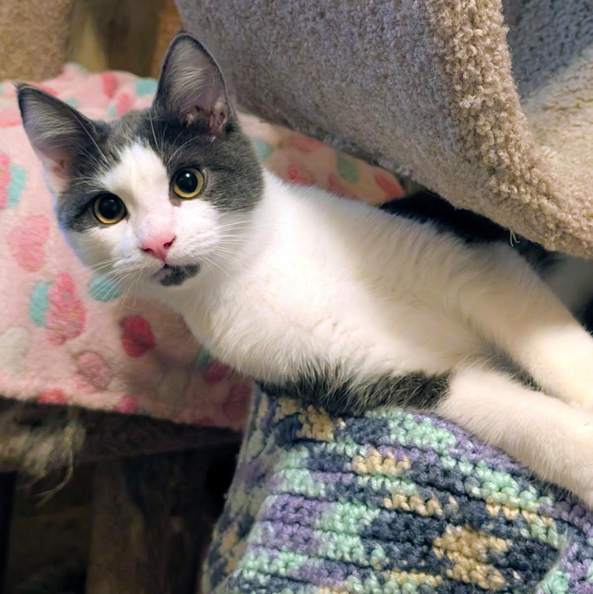Enlarge Stevie Full of Beans, a Adoptable Domestic Short Hair in Newport, WA image 5/6