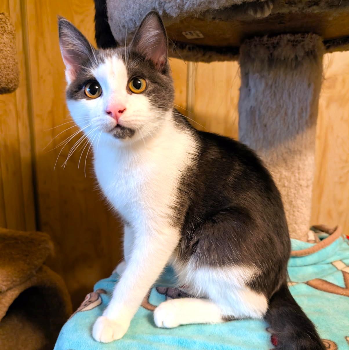 Enlarge Stevie Full of Beans, a Adoptable Domestic Short Hair in Newport, WA image 4/6