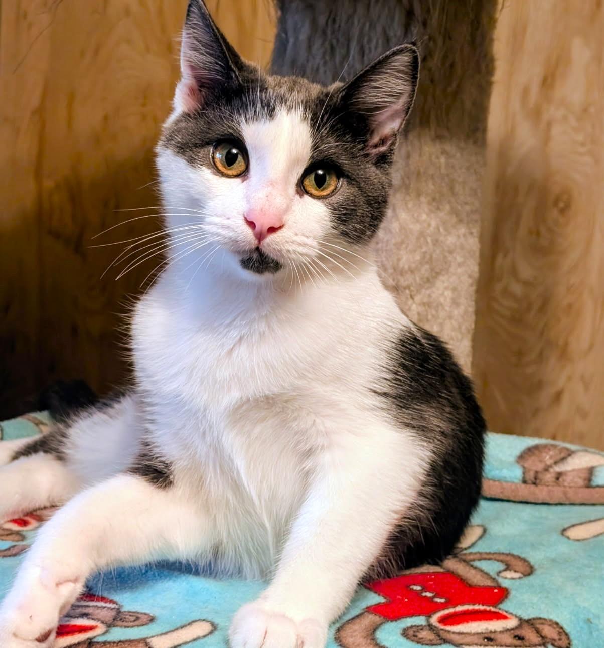 Stevie Full of Beans, Adoptable, Kitten Male Domestic Short Hair.