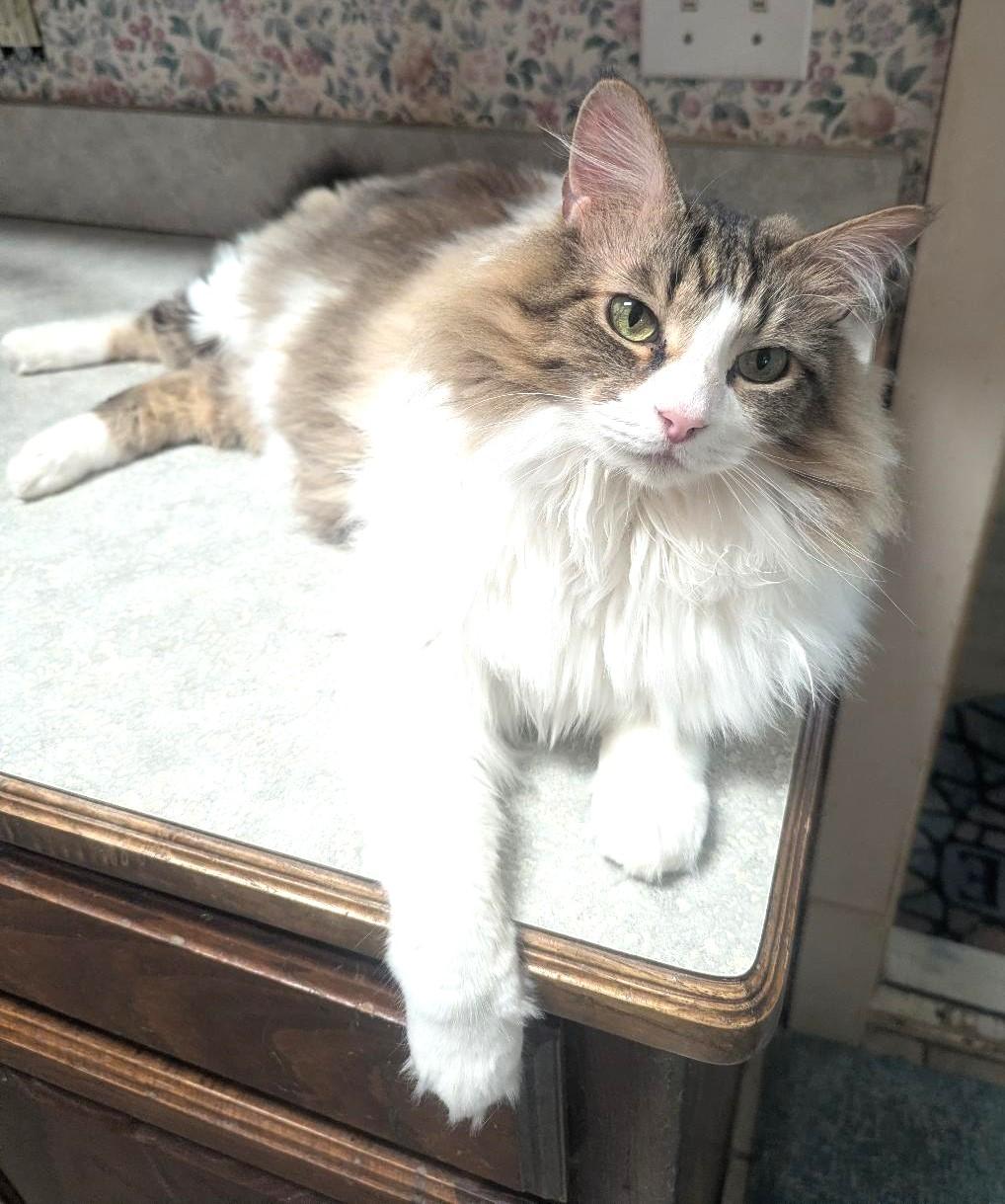THOR - BIG FLUFFY LOVERBOY, adopted, Adult Male Domestic Long Hair & Tabby.