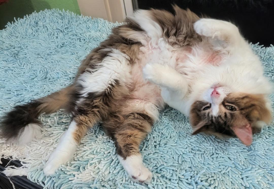 THOR - BIG FLUFFY LOVERBOY, an adopted mixed breed in Plano, TX image 3/6