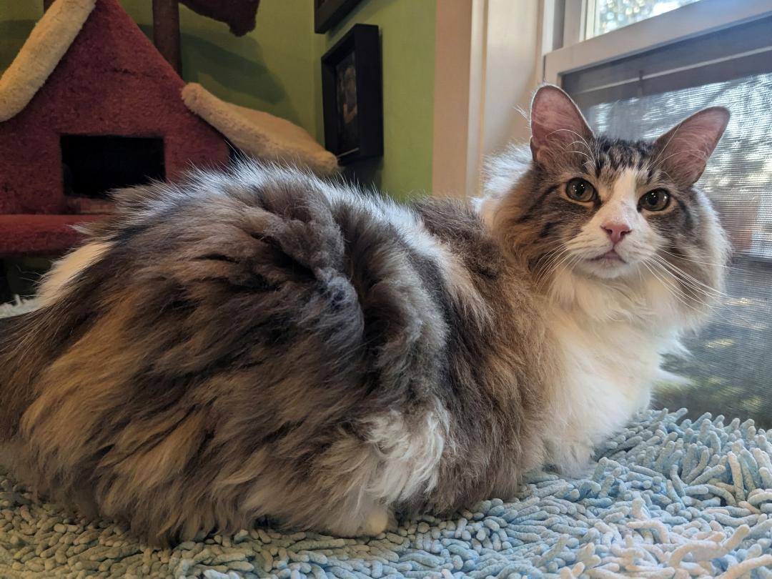 THOR - BIG FLUFFY LOVERBOY, an adopted mixed breed in Plano, TX image 6/6