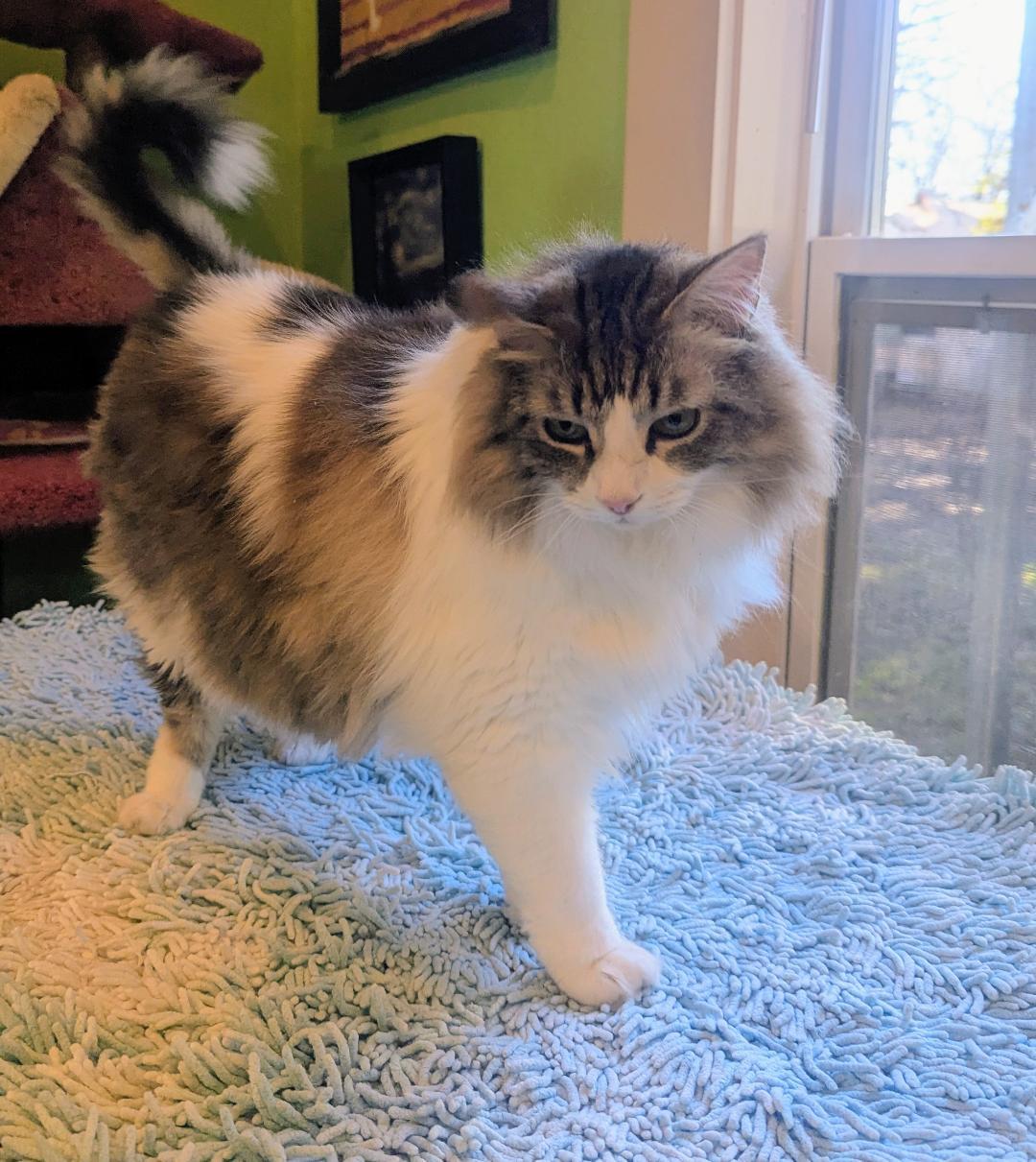 THOR - BIG FLUFFY LOVERBOY, an adopted mixed breed in Plano, TX image 4/6