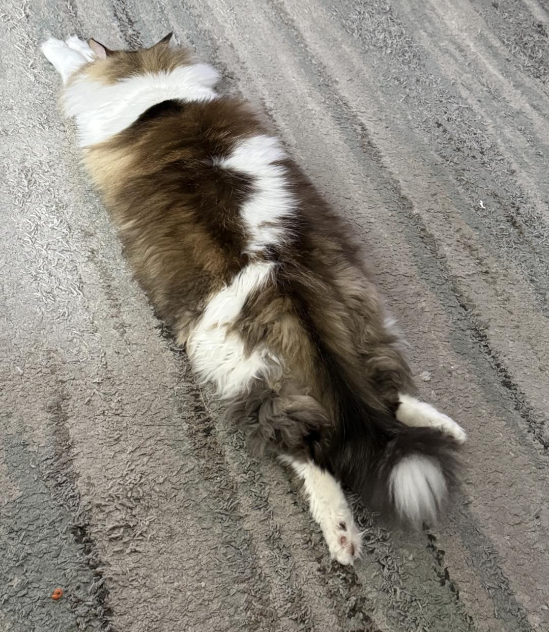 THOR - BIG FLUFFY LOVERBOY, an adopted mixed breed in Plano, TX image 2/6