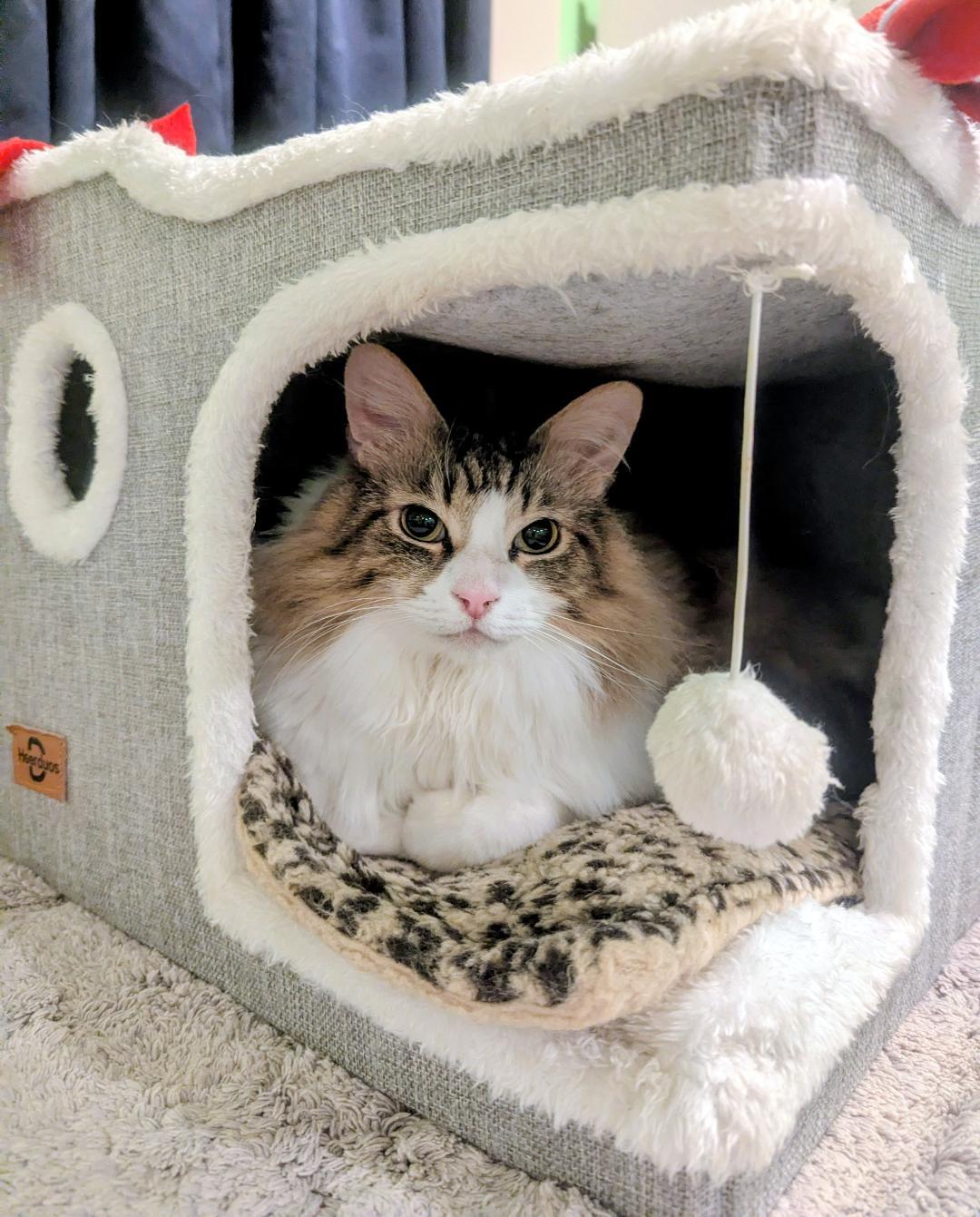 THOR - BIG FLUFFY LOVERBOY, an adopted mixed breed in Plano, TX image 5/6