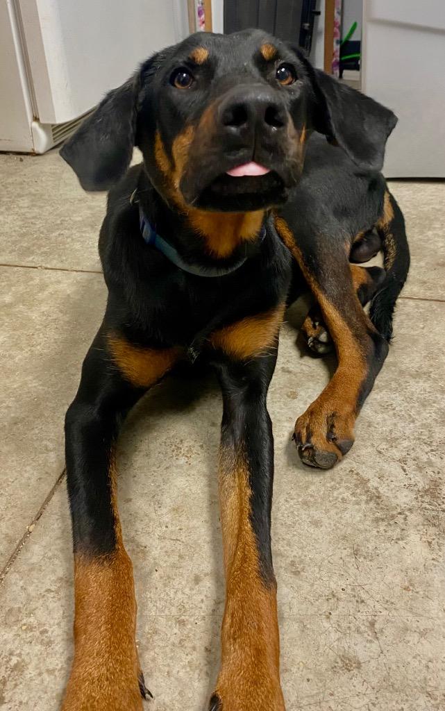 Pretzel, Adoptable, Puppy Male Doberman Pinscher & Mixed Breed.