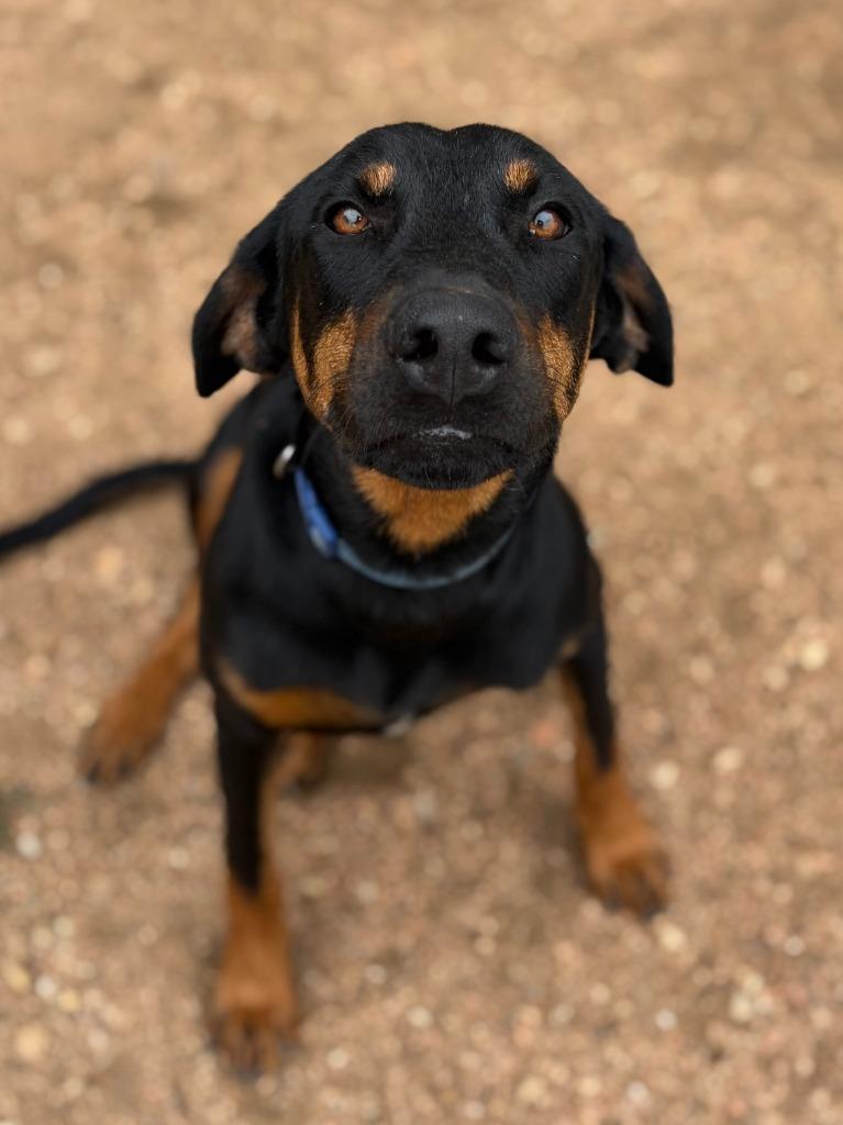 Pretzel, a Adoptable mixed breed in Lockhart, TX image 2/4