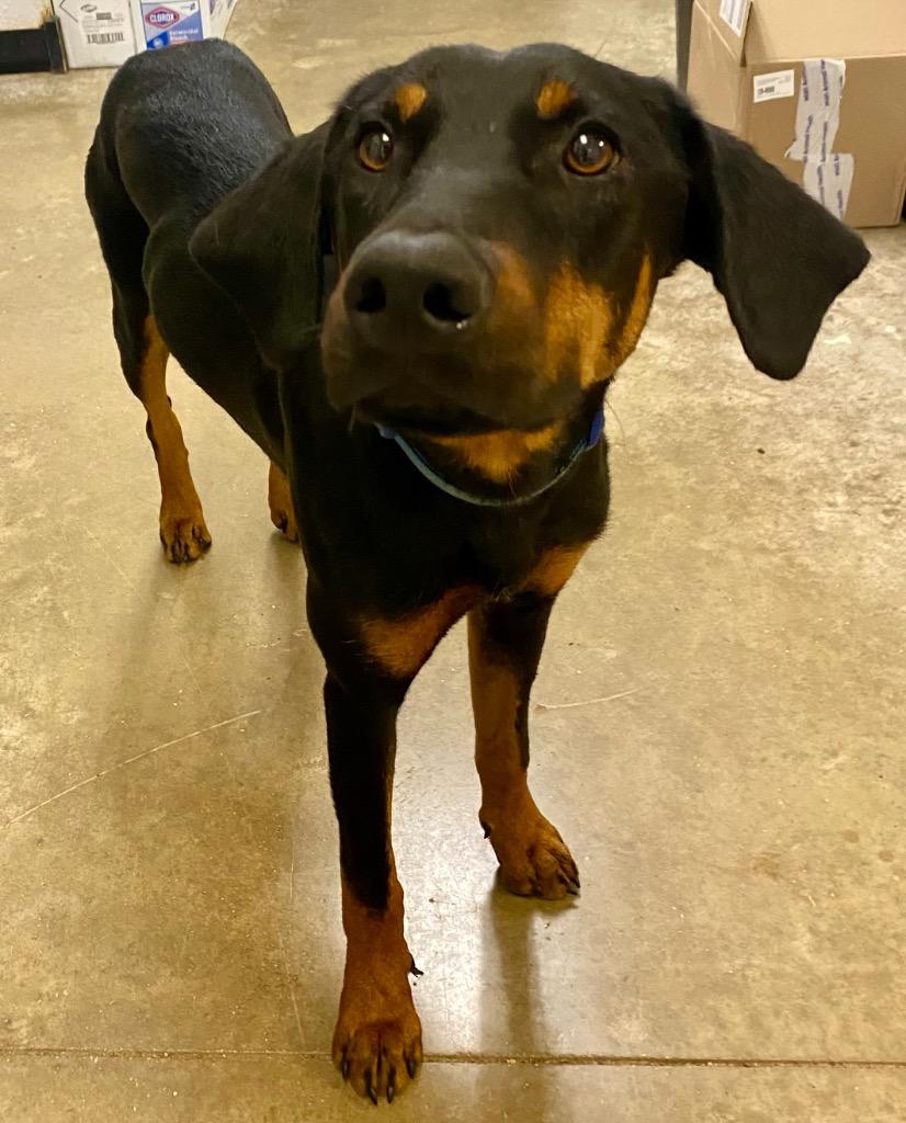 Enlarge Pretzel, a Adoptable mixed breed in Lockhart, TX image 2/2