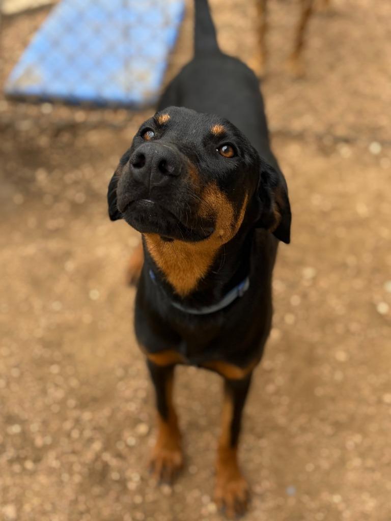 Pretzel, a Adoptable mixed breed in Lockhart, TX image 4/4