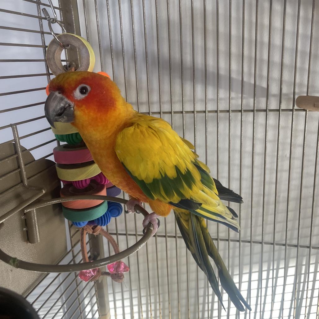 Enlarge Squeaky, an adopted Parakeet (Other) in Stokesdale, NC image 1/1