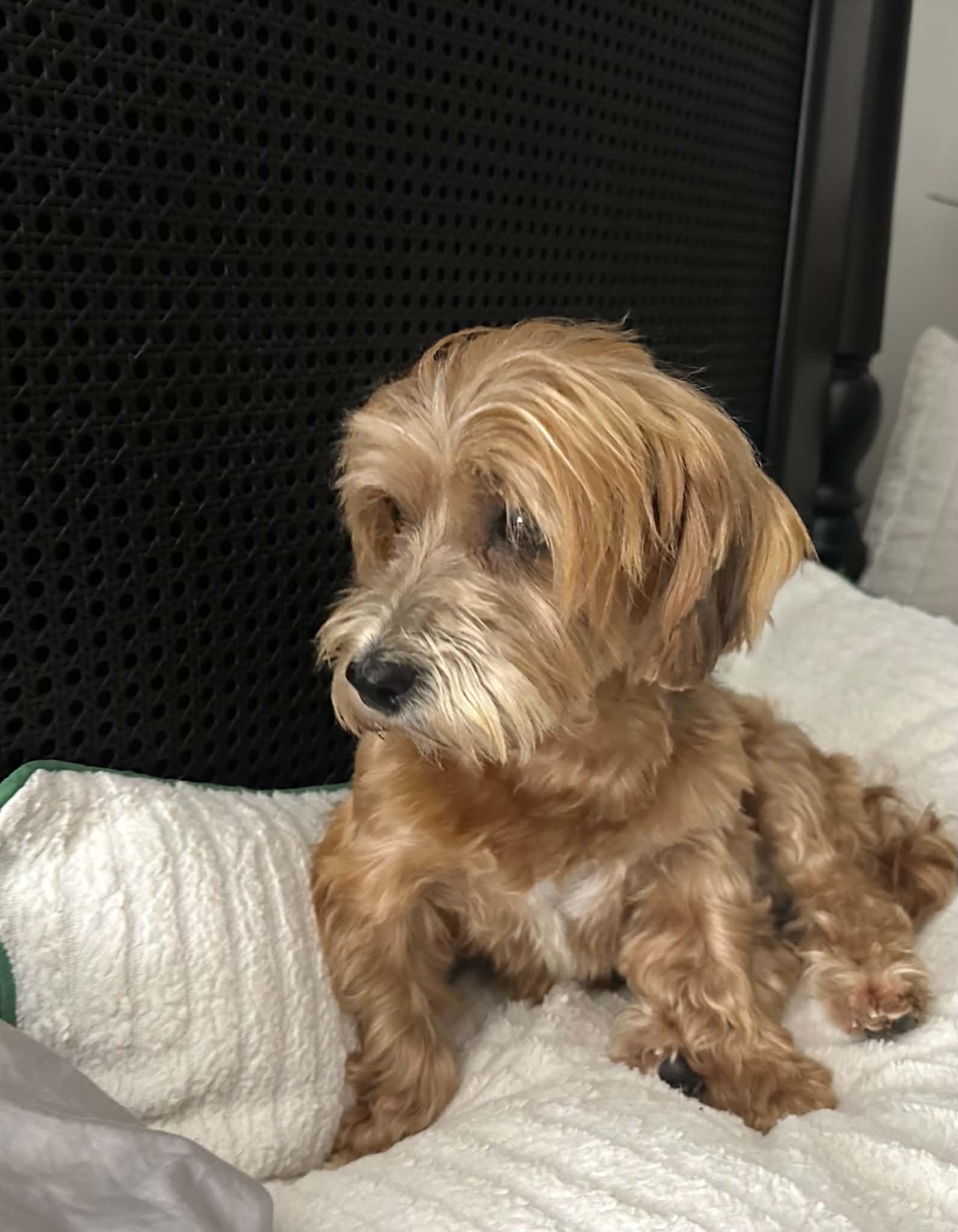 Enlarge DARLING PUREBRED HAVANESE DARBY, a Adoptable Havanese in St. Louis, MO image 3/6
