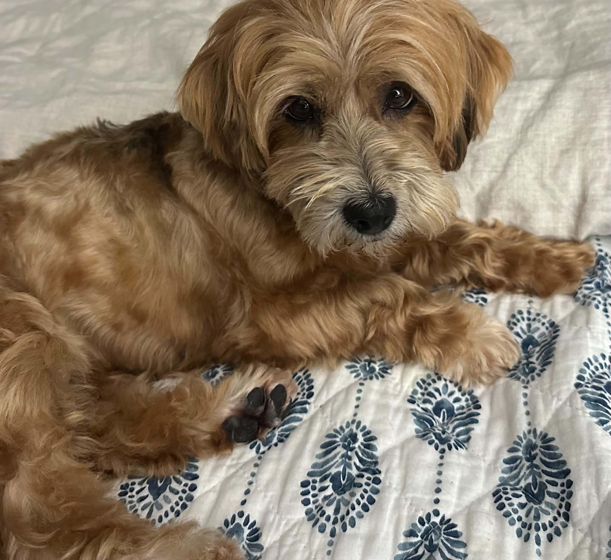 Enlarge DARLING PUREBRED HAVANESE DARBY, a Adoptable Havanese in St. Louis, MO image 4/6