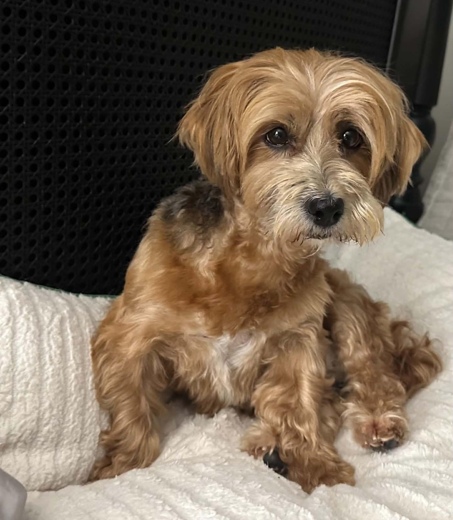 DARLING PUREBRED HAVANESE DARBY, Adoptable, Adult Female Havanese.