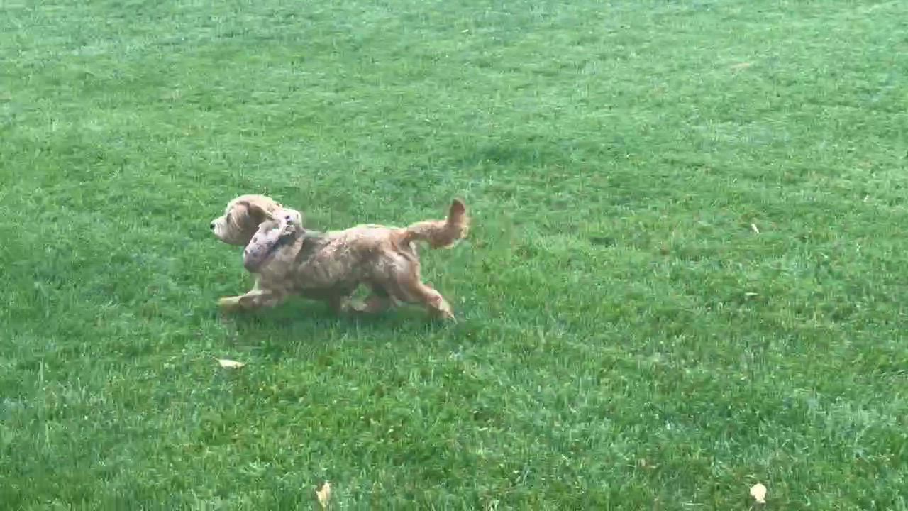 Enlarge DARLING PUREBRED HAVANESE DARBY, a Adoptable Havanese in St. Louis, MO video 2/6