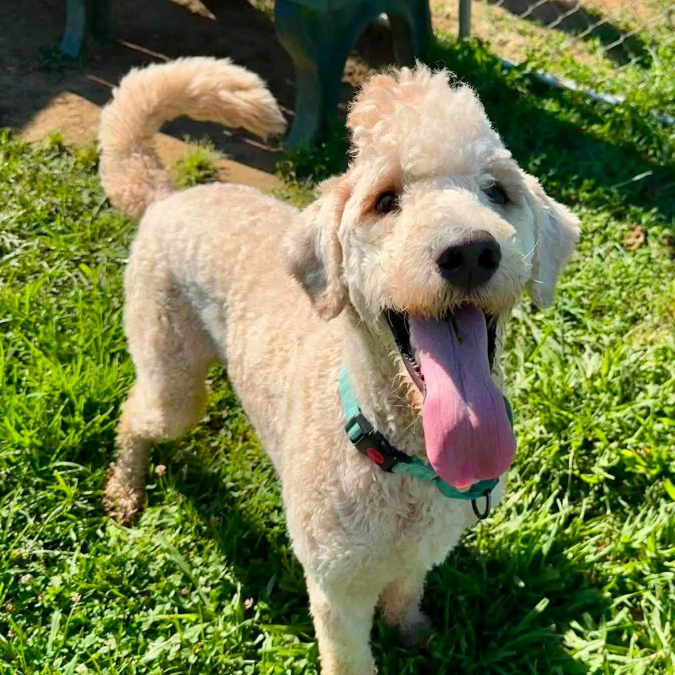 Enlarge Surfer, a Adoptable mixed breed in Granby, CT image 3/4