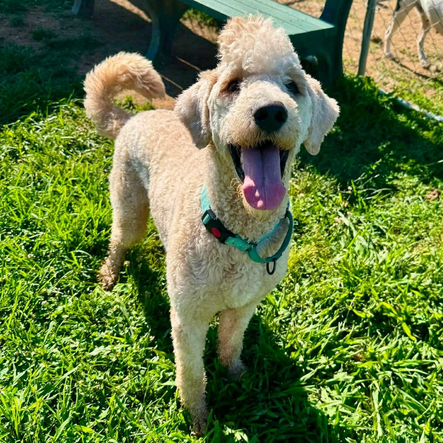 Enlarge Surfer, a Adoptable mixed breed in Granby, CT image 4/4