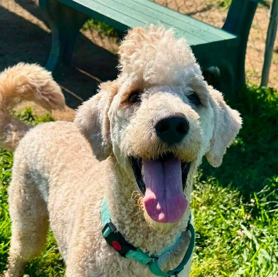 Surfer, Adoptable, Young Male Labradoodle & Poodle.