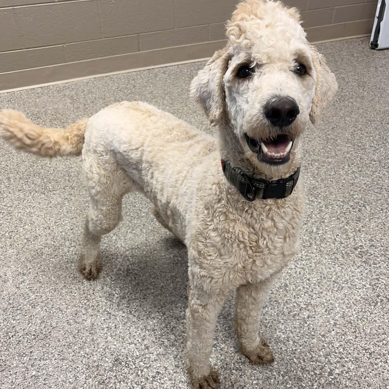 Enlarge Surfer, a Adoptable mixed breed in Granby, CT image 2/4