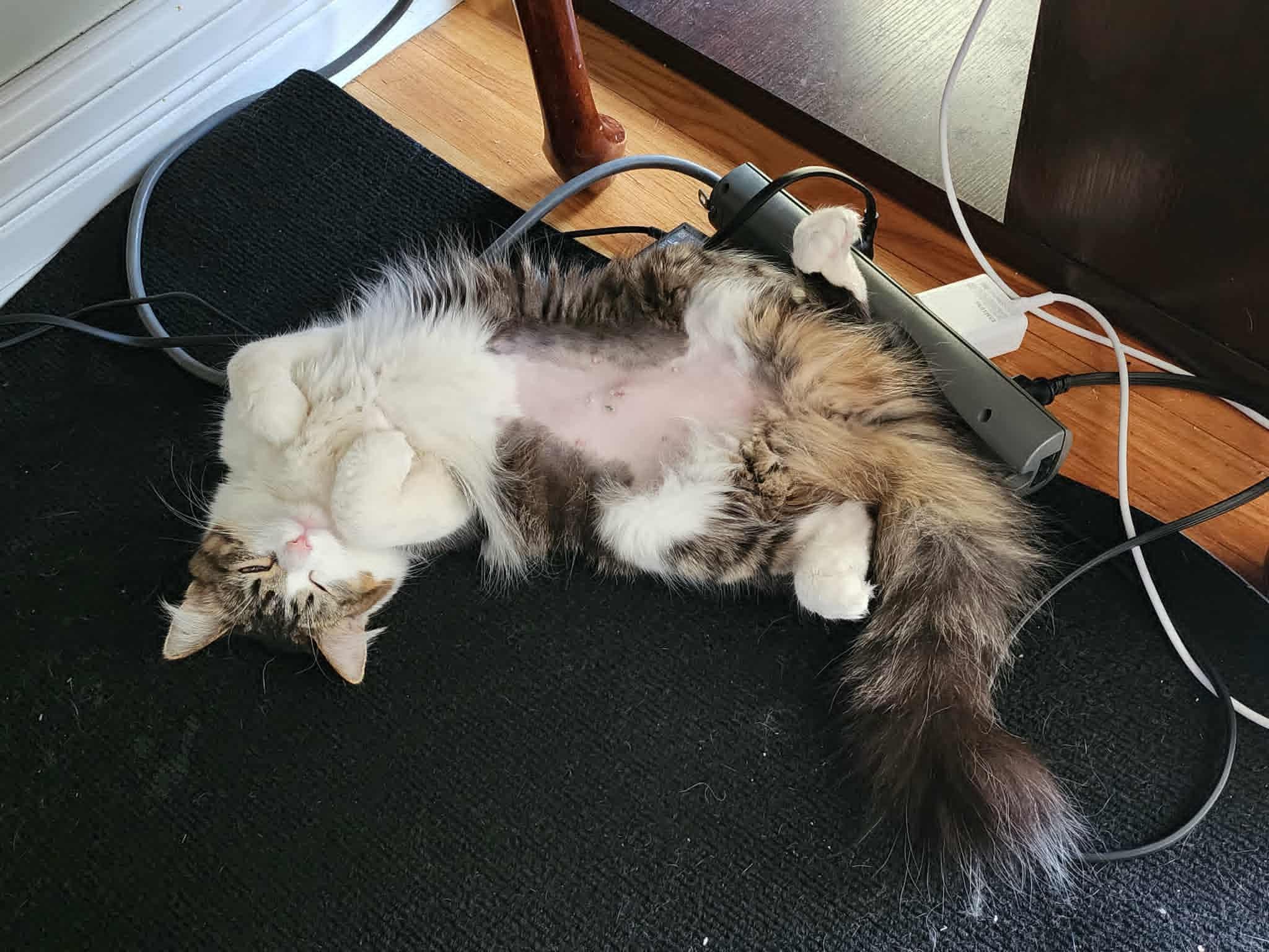 Enlarge Cupcake, a ADOPTABLE Domestic Long Hair in Chicago, IL image 3/3