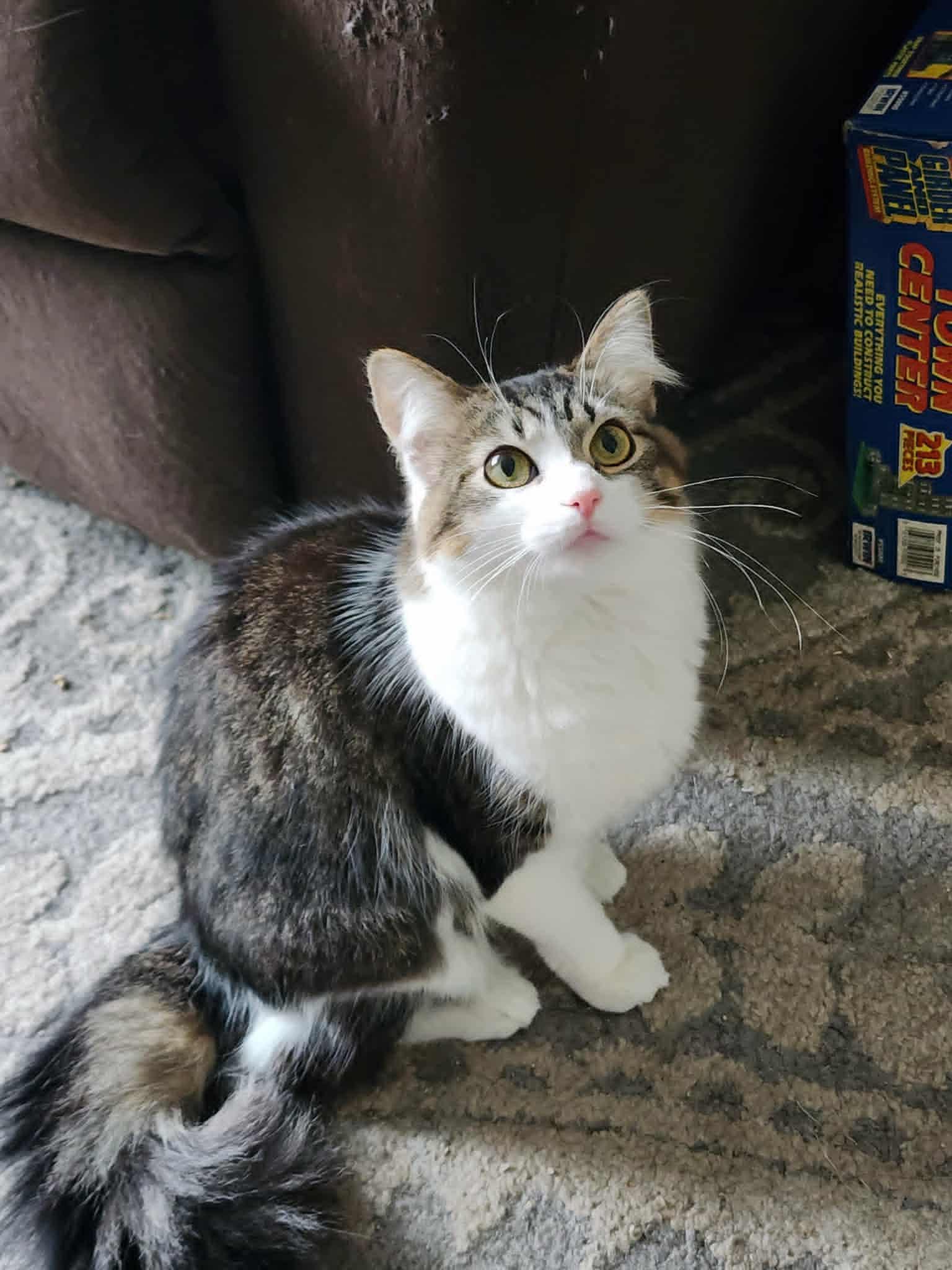 Enlarge Cupcake, a ADOPTABLE Domestic Long Hair in Chicago, IL image 2/3