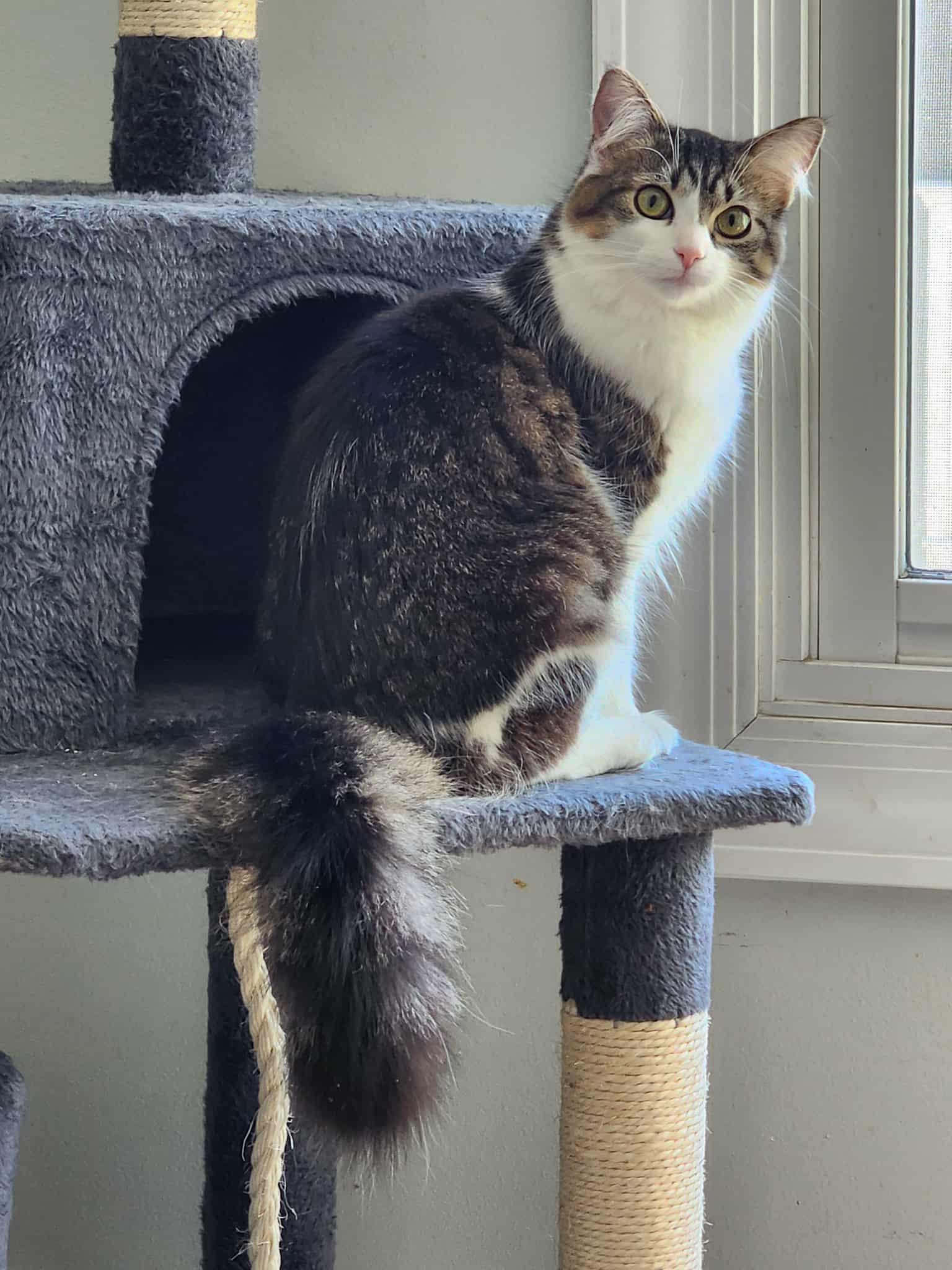 Enlarge Cupcake, a ADOPTABLE Domestic Long Hair in Chicago, IL image 1/3
