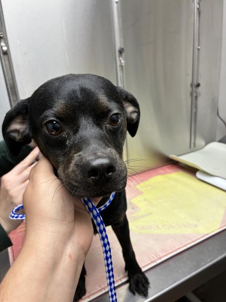 Puppuchino, Adoptable, Young Male Terrier.