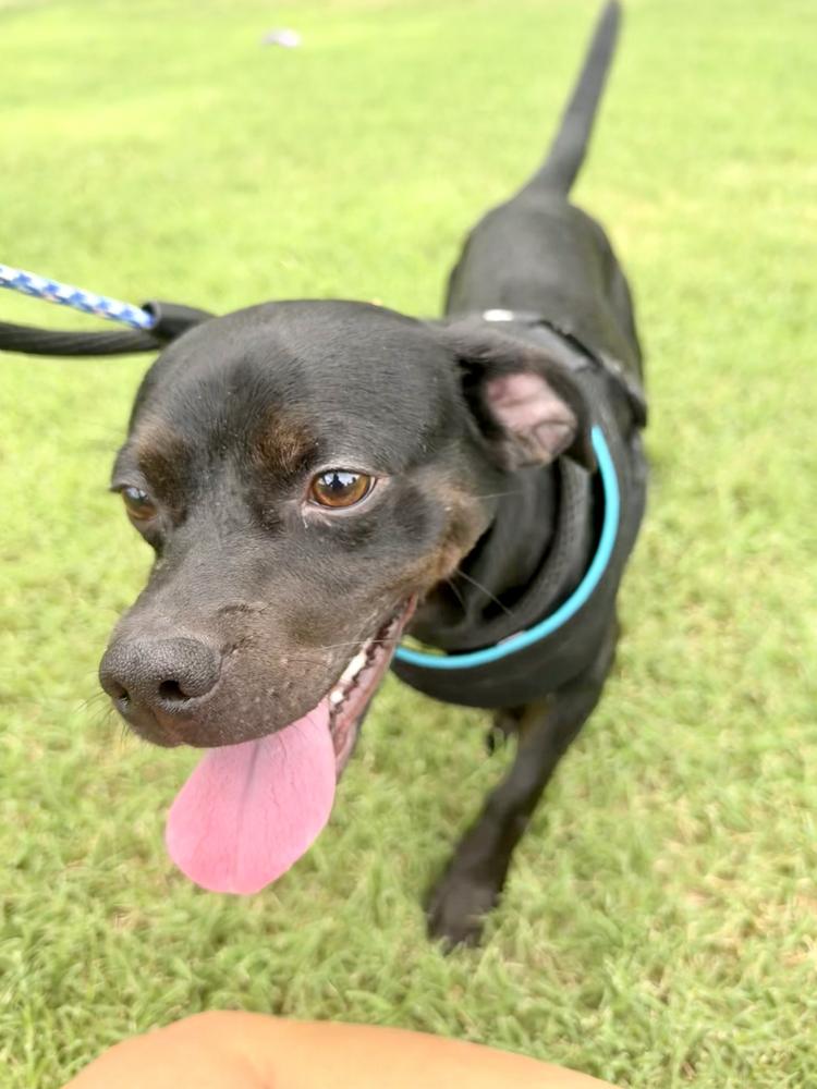 Puppuchino, a Adoptable Terrier in Marietta, GA image 3/5
