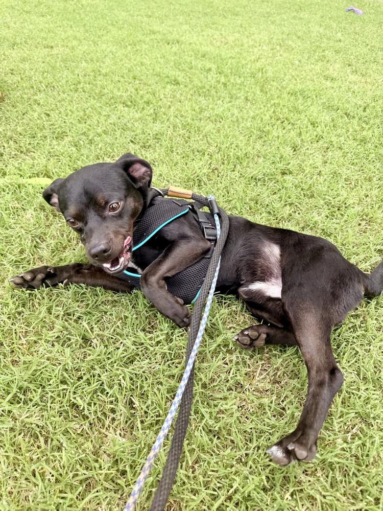 Puppuchino, a Adoptable Terrier in Marietta, GA image 4/5