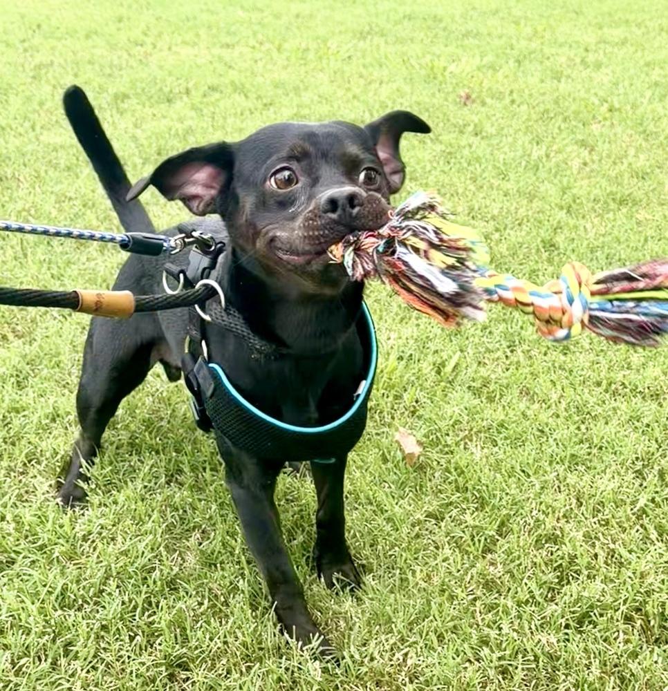 Puppuchino, a Adoptable Terrier in Marietta, GA image 5/5