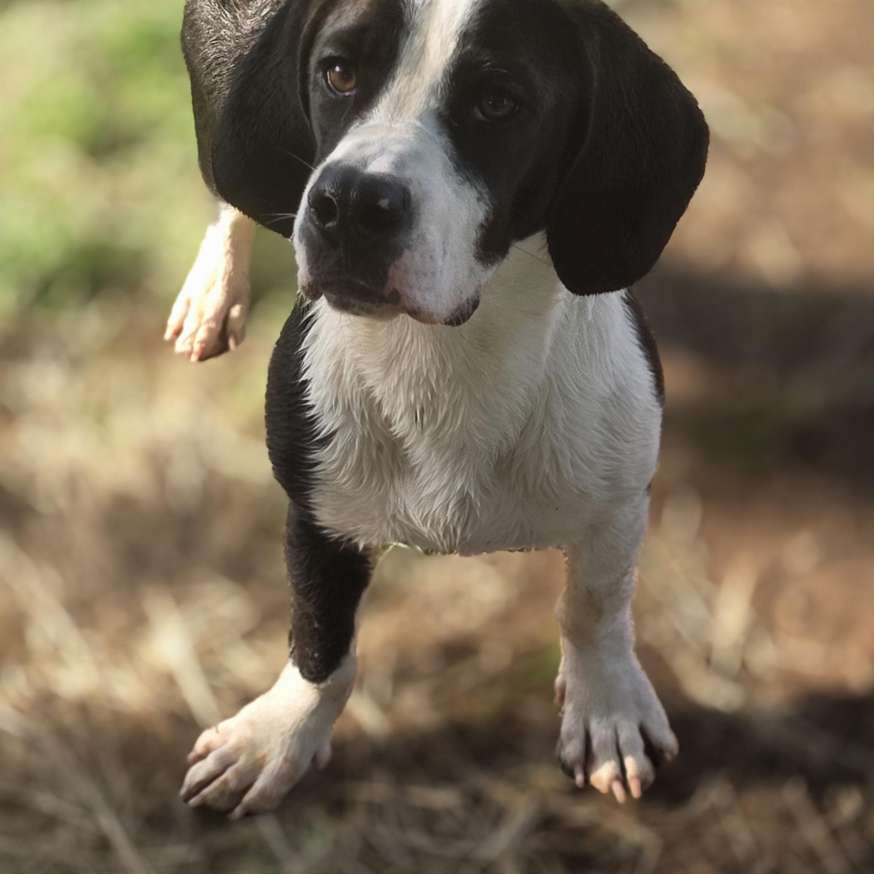 Enlarge Ozzy Pawz, a Adoptable mixed breed in Springtown, TX image 5/6