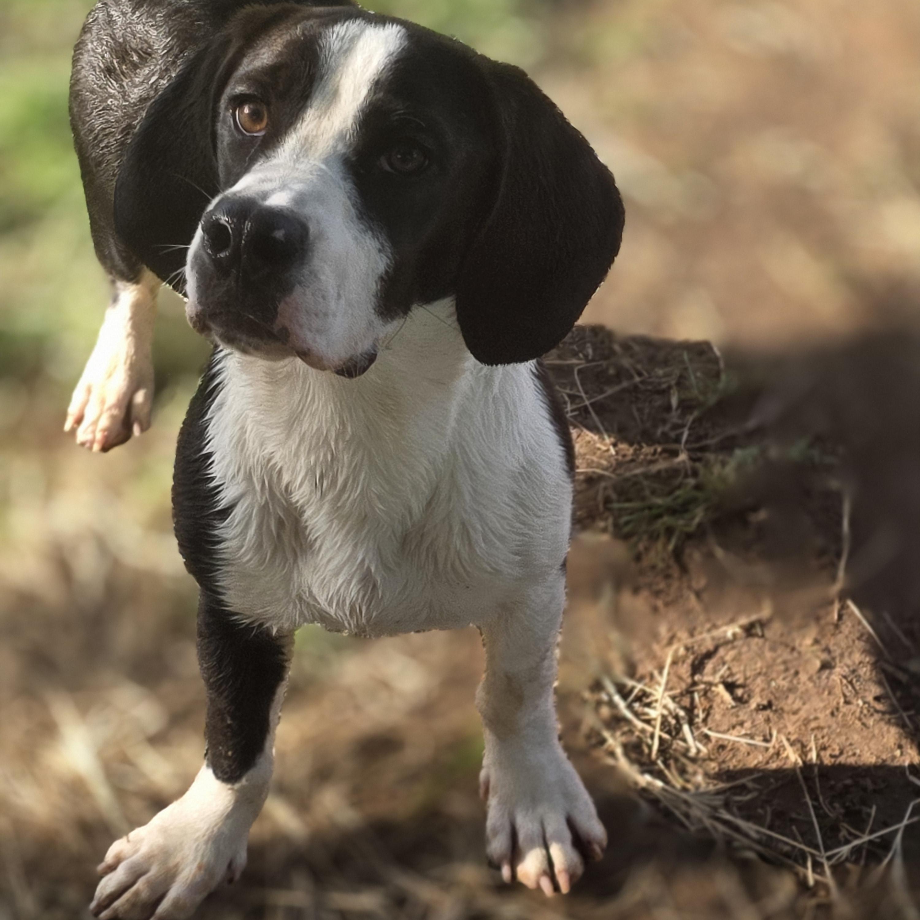Ozzy Pawz, Adoptable, Young Male Basset Hound & Bulldog.