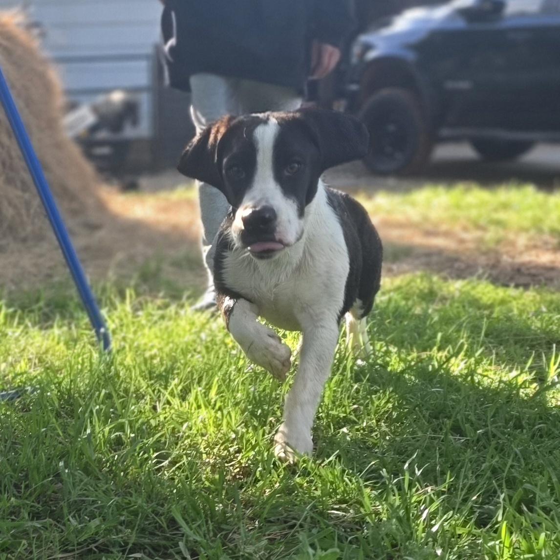 Enlarge Ozzy Pawz, a Adoptable mixed breed in Springtown, TX image 2/6