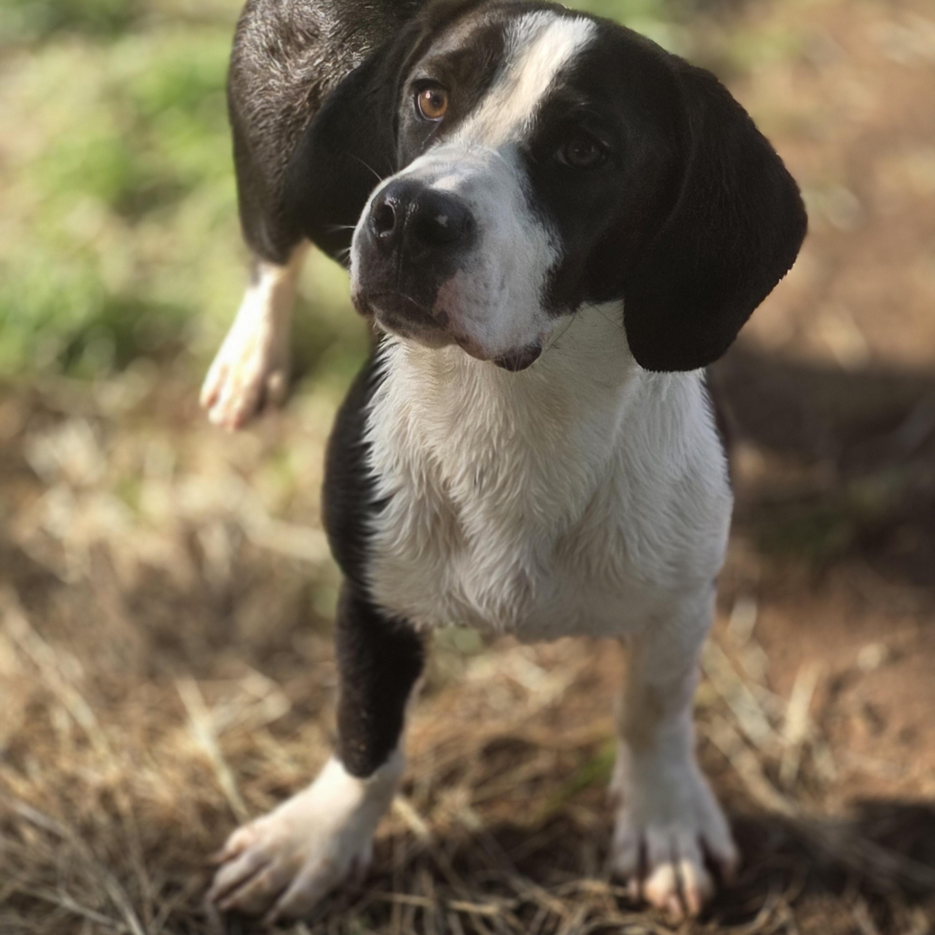 Enlarge Ozzy Pawz, a Adoptable mixed breed in Springtown, TX image 4/6