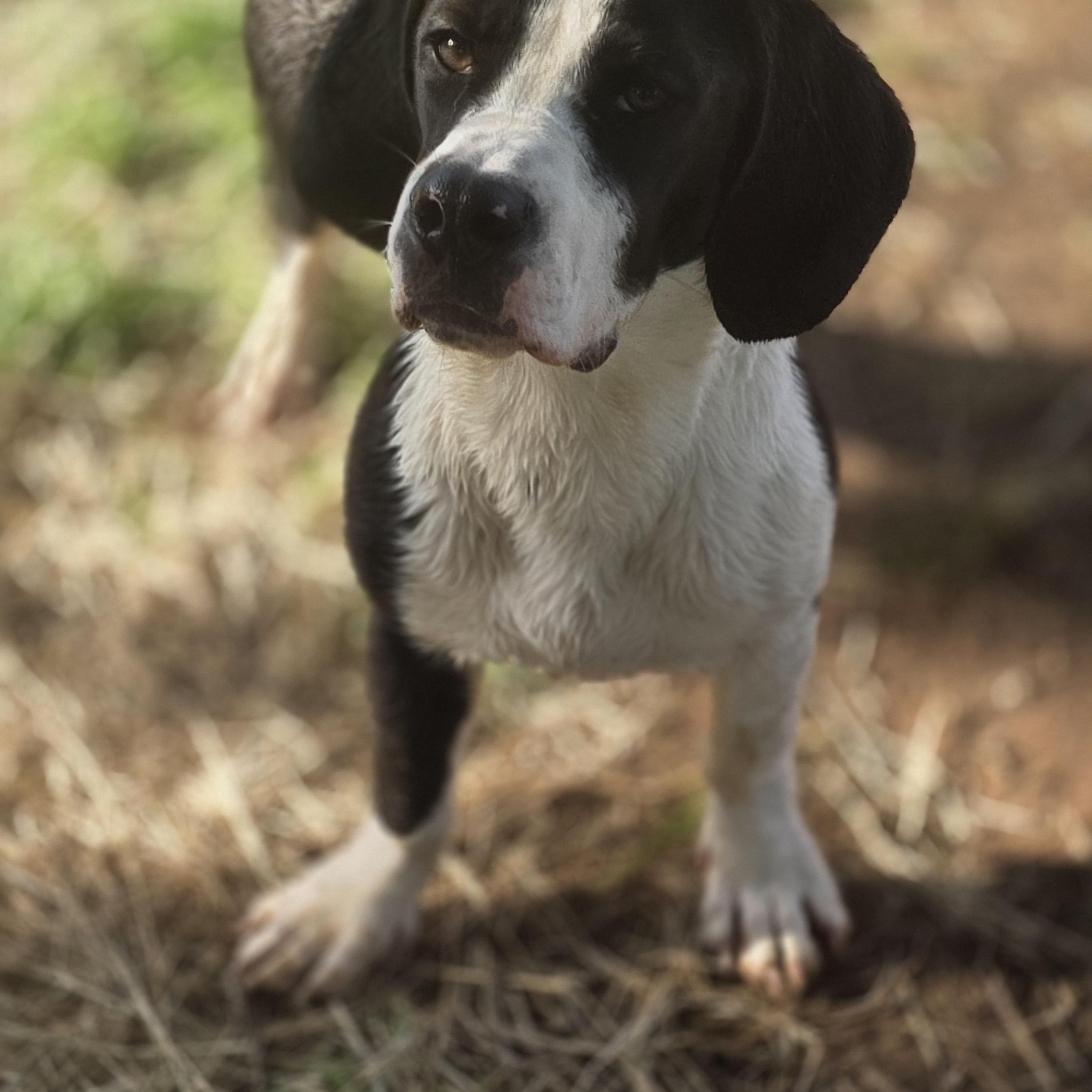 Enlarge Ozzy Pawz, a Adoptable mixed breed in Springtown, TX image 3/6