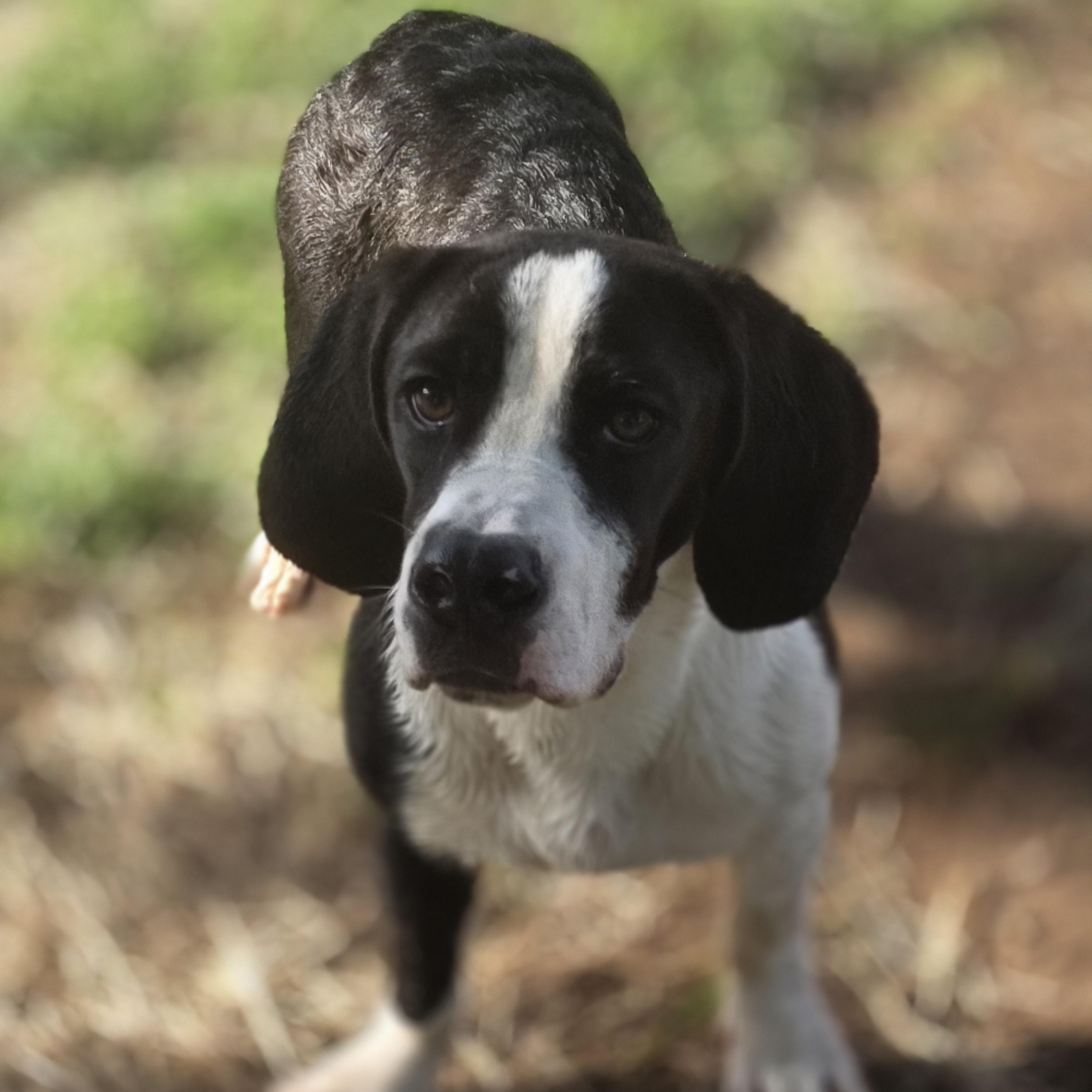 Enlarge Ozzy Pawz, a Adoptable mixed breed in Springtown, TX image 6/6