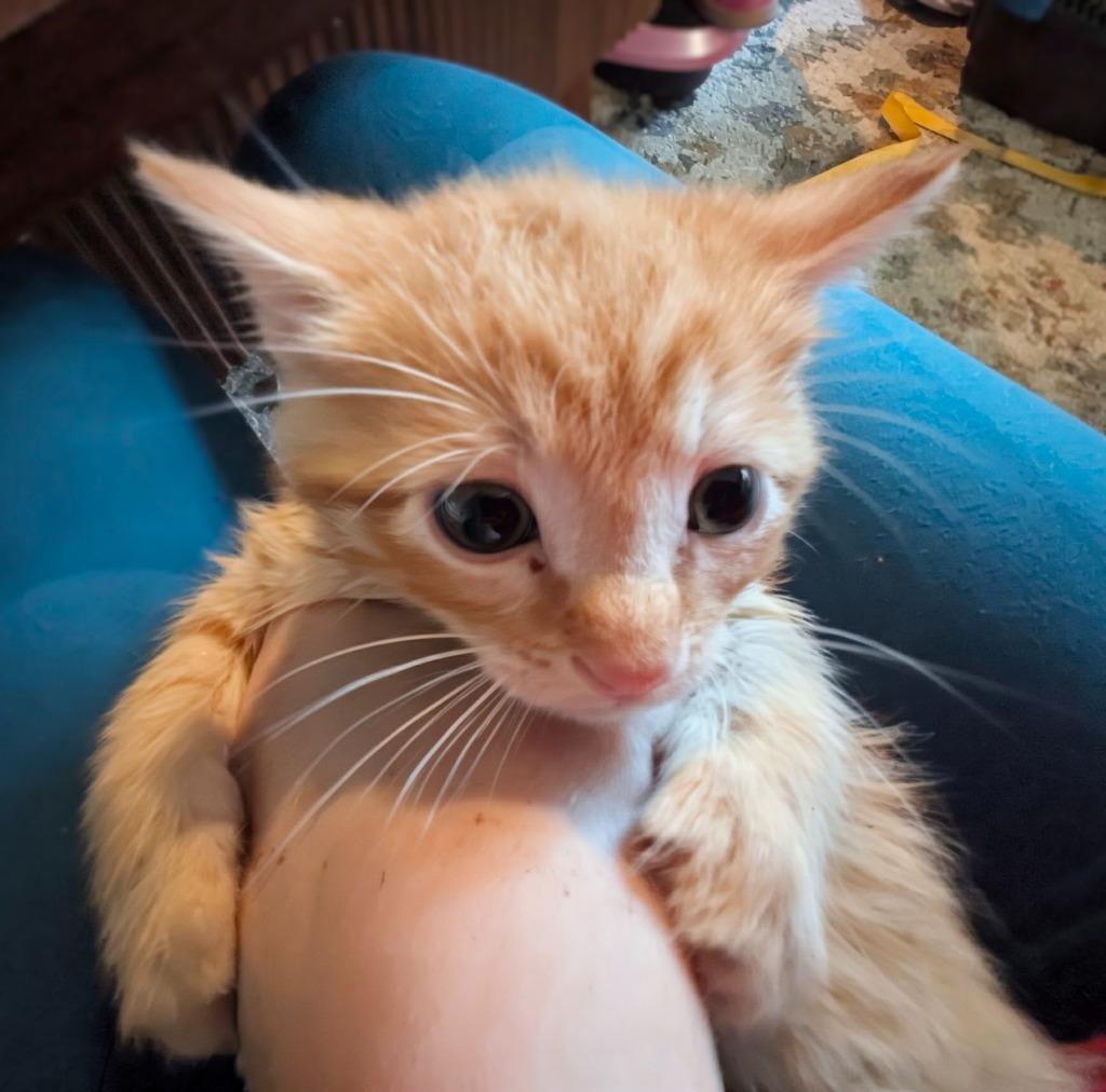 Wander, Adoptable, Kitten Male Domestic Short Hair.