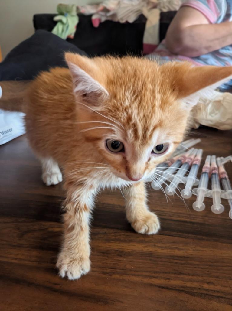 Enlarge Wander, a Adoptable mixed breed in Olathe, KS image 2/2