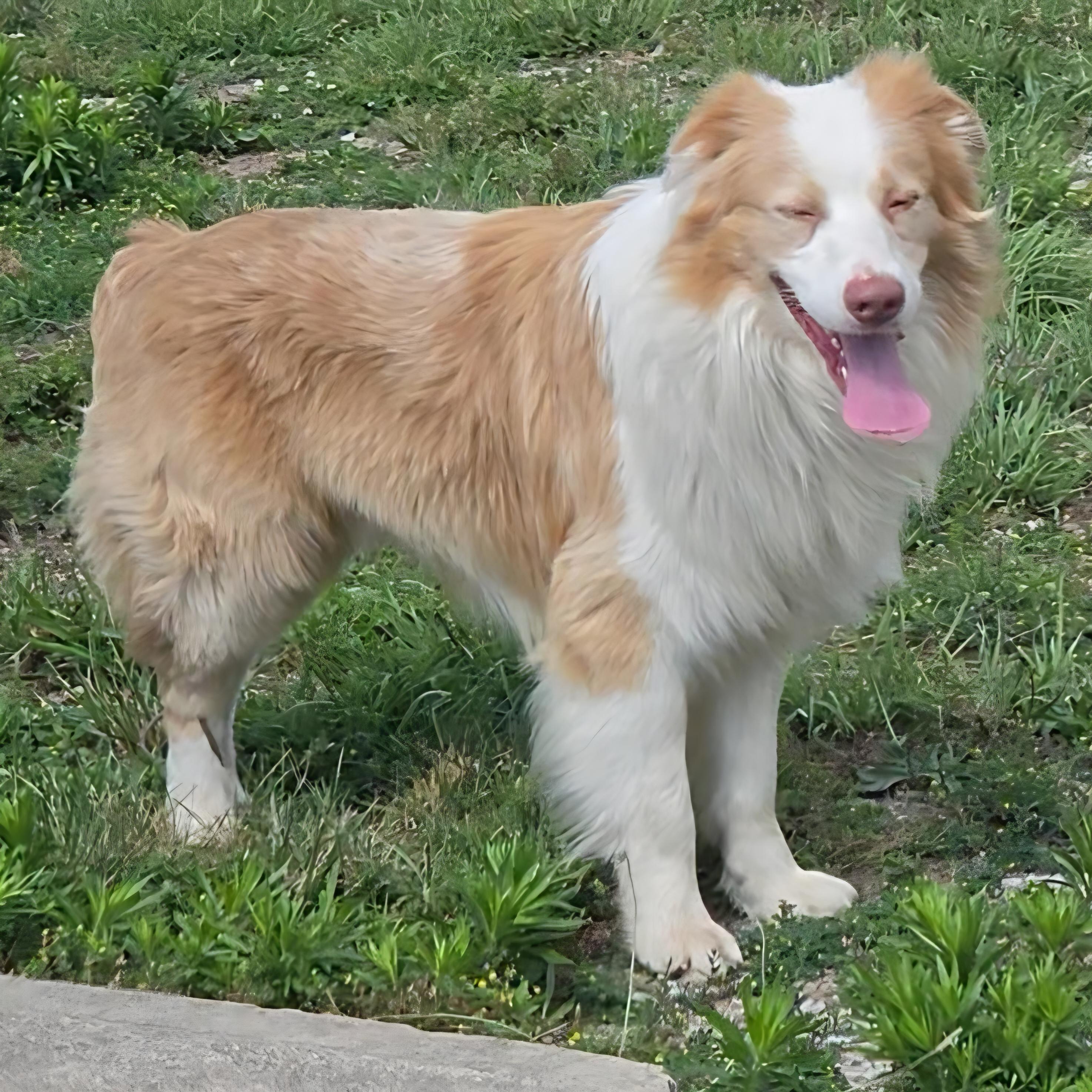 Enlarge Latte, an adopted Australian Shepherd in LaGrange, IN image 3/6